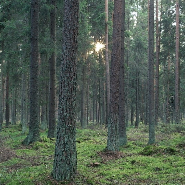 森林資源に恵まれたスウェーデン北部